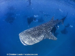 Whale Shark and Mantas. Baa Atoll, Maldives. Olympus SP35... by Christian Loader 